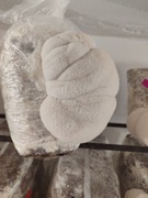 Pakiet 6x Soplówka Jeżowata. Gotowe podłoże.