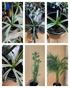 Różne rośliny doniczkowe agawy sukulenty kaktus palma