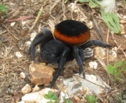 Eresus walckenaeri "orange ring" CZOŁG