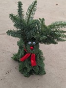 Renifer jodła Nobilis - dekoracja świąteczna 