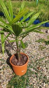 Trachycarpus Bułgaria