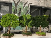 Drzewka ozdobne z mchu