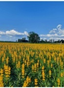 Łubin żółty szerokolistny mister ostatnie 5kg