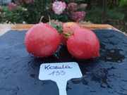 KOZULA 133 nasiona Pomidor Kolekcjonerski