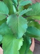 Pinnata żyworódka 2 letnia ładne dekoracyjne zdrowe 