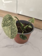 Roślina doniczkowa Monstera thai ukorzeniona