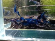 Krewetki Blue Diamond 15+1