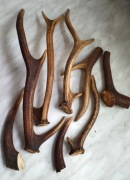 Części różne rogów jelenia 