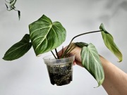 Philodendron Gloriosum w fluvalu hydroponika 