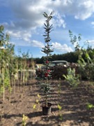 Jarząb pospolity 'Fastigiata' 150-230 cm, jarząb kolumnowy