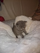 Kocur kotka brytyjska 