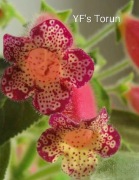 Kohleria YF's Torun sadzonki 