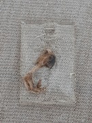 Zawieszka nóżka przepiórki w żywicy