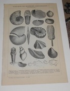 Skamieliny, Dinozaury   oryginalna XIX w. grafika do aranżacji