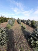 Choinki świerk srebrny i zwykły