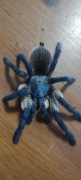 MONOCENTROPUS BALFOURI 1,5-2DC 