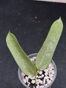 Hoya pandurata splash - sadzonka ukorzeniona