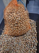 Orzechy laskowe 5kg zbiór 2025