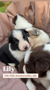 Suczka Border Collie