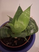 Sansevieria Sansewieria Gwinejska Wężownica Język Teściowej Kwiat