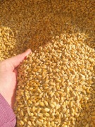 Sprzedam pszenicę i owies dla drobiu