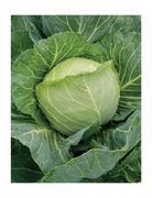 Kapusta Vettel F1 - Nasiona Holenderskie