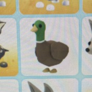 Drake adopt me roblox