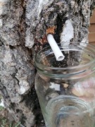 Sok z brzozy, woda brzozowa, bzowina, oskoła