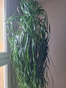 Beaucarnea recurvata XXL, Nolina, stopa słonia, 230 cm