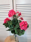 Bukiet Pelargonia 