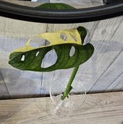 Monstera Adansoni Variegata
