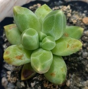 Pachyphytum Compactum, mały kryształ, GRATIS 222