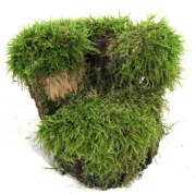 MECH DO TERRARIUM KM31 20/18/16