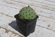 Mrozoodporna Opuncja -25°C kaktus ogrody ze zdjęcia kw. żółty