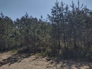 Sosnówka. Orzechówka. Ekstrakt z pędów sosny. Ekstrakt zielony orzech