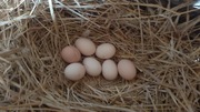 jajka własnego chowu