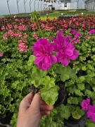 Pelargonia peltatum - wisząca- fiolet  Temprano Amethyst