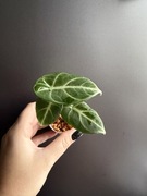 Alocasia Alokazja ninja variegata splash sadzonka 3 liście