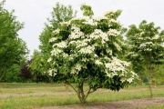 Cornus kousa var. chinensis odmiana chińska sadzonka szczepiona 