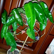 Hoya, hoja ~ ONYCHOIDES ~ szczepka 