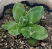 Pachyphytum Compactum, mały kryształ, GRATIS 223