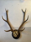 Poroże jelenia. Òsmak regularny - na ścianę lub prezent 