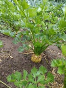 Seler korzeniowy eko bez nawozów i chemii 