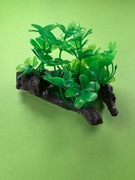 Roślina do terrarium kępki trawy