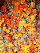 Polski Nagietek Lekarski Suszony Ekologiczny 2025 Super jakość