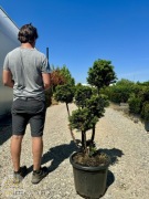 Taxus media, Cis pośredni, 80-140cm, forma pompon, bonsai