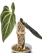 Palik modułowy deseczka sphagnum podpora 38 x 3,5 cm anthurium