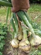 Cebula  ekoNATURA 1kg Promocja! Smart!