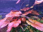 Lotos tygrysi czerwony. Duża dojżała roślina.