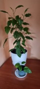 Hibiskus variegata rzadka odmiana + gratis zielistka 